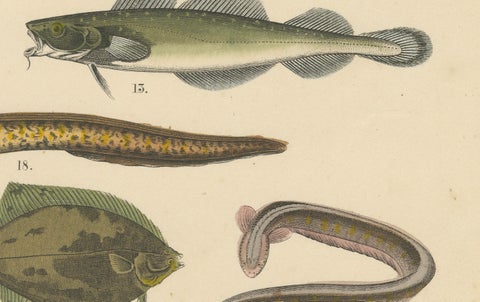 Freshwater Fish Print: Pike, Catfish, Eel, Trout, Antique 1867, close-up 2