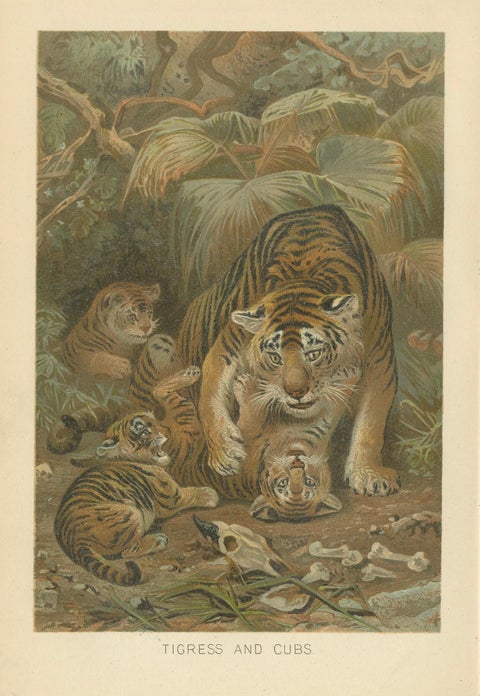 Tigress and Cubs, Antique Tiger Print, Victorian Wildlife Art 1894, close-up 1