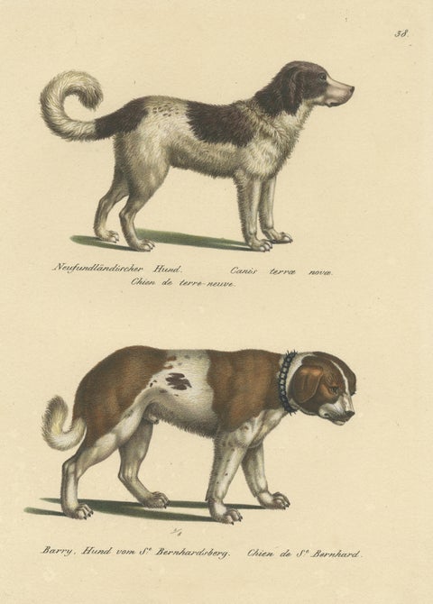 Antique Hand Colored Print of a Newfoundland and St. Bernard Dog, view 3