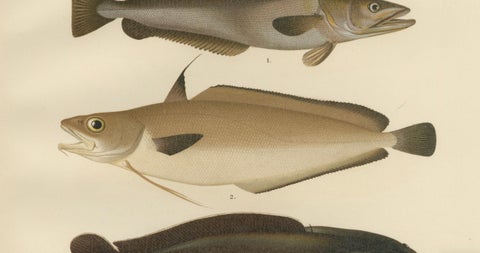 Hake, Blue Ling, Tadpole Fish, and Torsk - Fascinating Fish Lithograph, 1895, close-up 3