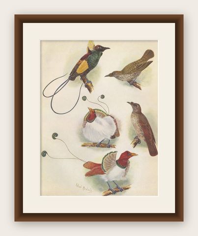 Antique Print of the Magnificent Bird of Paradise and the King Bird of Paradise, shown framed