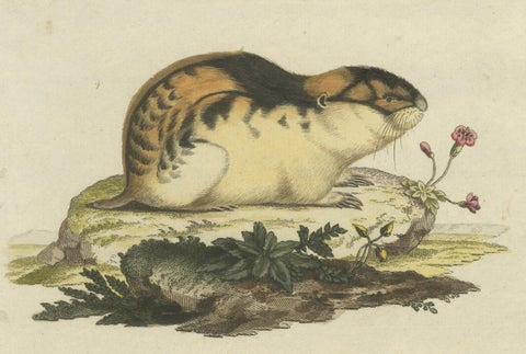 Original Colored Engraving of the Norway Lemming, 1775, close-up 2