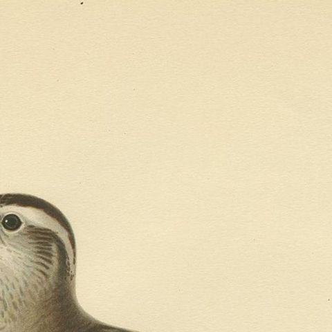Antique Bird Print of the Eurasian Dotterel by Von Wright, 1929, close-up 1