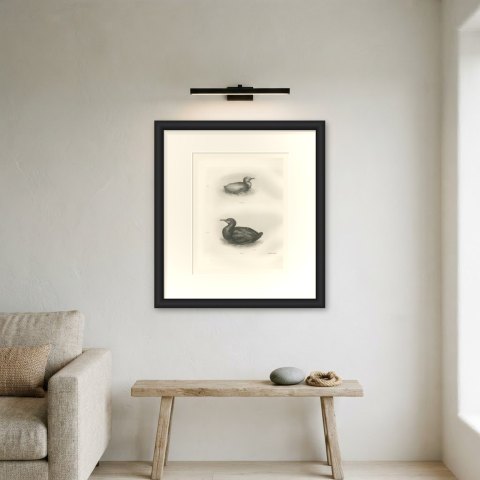 Newly Hatched and Downy Young of the Cormorant or Shag after Medland, c. 1909, shown framed on a wall