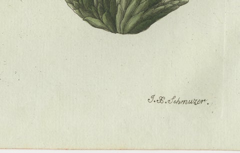 Original Antique Botanical Print of Carrion Flower and Mimosa by Bertuch, 1805, close-up 6