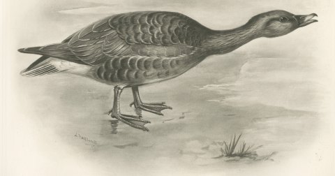 Bean Goose Calling with Neck Outstretched after Lilian Medland, c. 1909, close-up 1