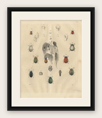 Antique Animal Print of Various Beetles by C. Hoffmann, 1847, shown framed
