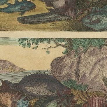 Set of 3 Colored Antique Prints of various Fishes and Crustaceans, 1726, close-up 1