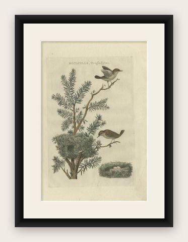 Antique Bird Print of the Eurasian Wren by Sepp & Nozeman, 1789, shown framed