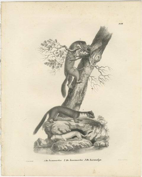 19th-Century Lithograph of Pine Marten, Beech Marten, and Ermine in Nature, view 2