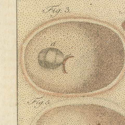 Insect Pit Traps in Sand, Antique Bertuch Print, circa 1805, close-up 4
