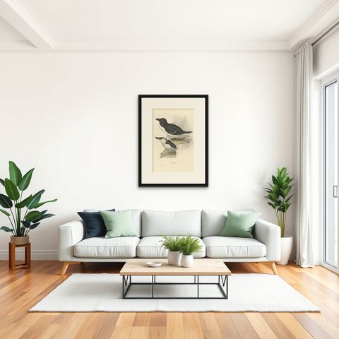 Elegant Hand-Colored Print of the Razor-Bill Auk by John Gould, c.1832, shown framed in a room