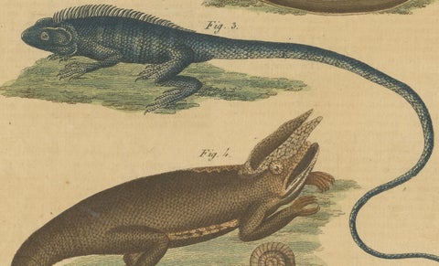 Antique Handcolored Engraving of Lizards and Amphibians, c.1800, close-up 4