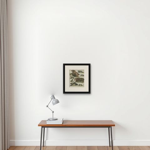 Hand Colored Antique Print of Flying Foxes and Bats, circa 1820, shown framed on a wall