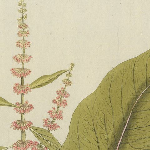 Broad-Leaved Dock, Medicinal Plant Engraving from Plenck, Vienna c.1788, close-up 5