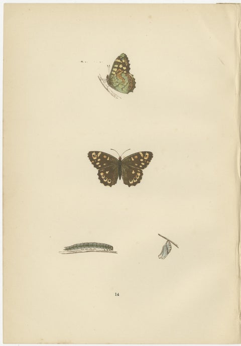 Lepidoptera Lifecycle: A Triptych of Transformation, 1890, view 4