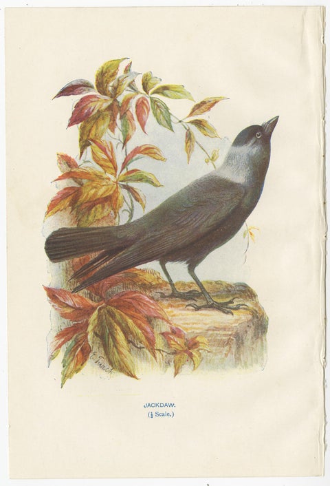 Set of 4 Antique Bird Prints Jay, Redstart, Jackdaw, Greenfinch, '1901', view 4