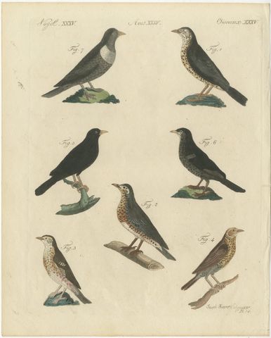 Thrushes, Blackbird and Ring Ouzel, Antique Bertuch Print, Vienna, circa 1805