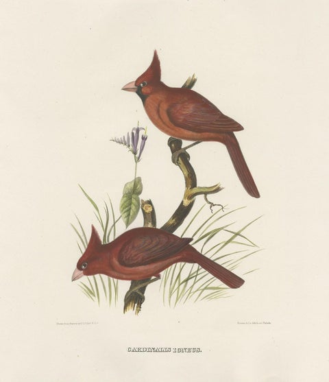 Large Old Hand-Colored Print of Northern Cardinals from Northern America, 1869, close-up 1
