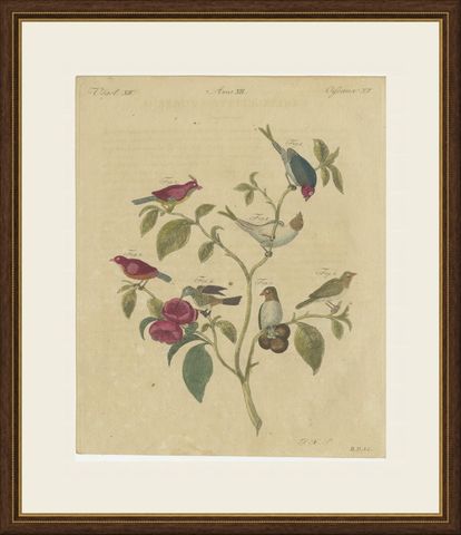 Exotic Finches and Hummingbird, Antique Bertuch Print, Vienna, circa 1805, shown framed