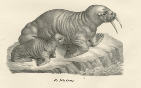 19th-Century Lithograph of Walruses in Arctic Habitat with Calf Illustration, close-up 3