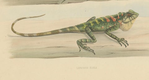 Antique Herpetological Print: Illustration of Green Crested Lizards, 1837, close-up 4
