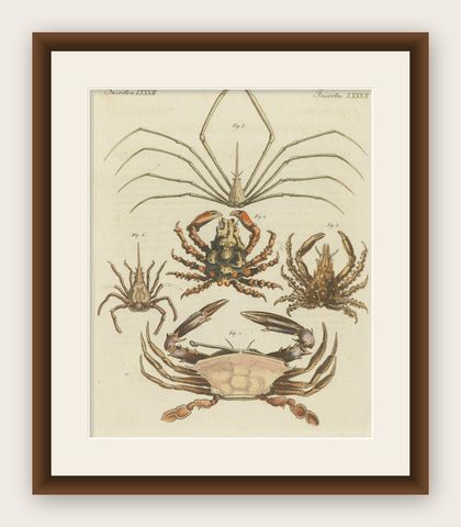 Antique Print of Various Crab Species Including Swimmer Crab, shown framed