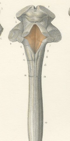 Spinal Cord and Its Serial Sections, Hirschfeld Double Folding Plate, 1866, view 7