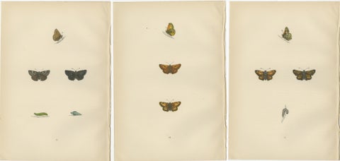 Swift Shadows and Gilded Wings: The Art of Morris's Skippers from Britain, 1890, view 5