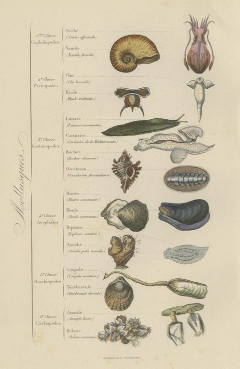Decorative Antique Print of Various Molluscs, 1854, close-up 1