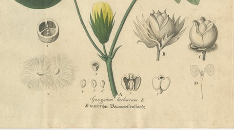 Antique Cotton Botanical Print, Gossypium Herbaceum, c.1831, close-up 4