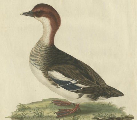 Antique Hand-Coloured Print of Female Merganser, Mergus Minutus, 1770s, close-up 4
