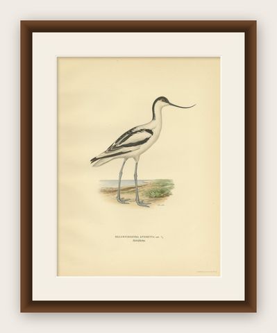 Antique Bird Print of the Pied Avocet by Von Wright '1929', shown framed