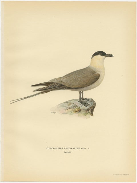 Antique Bird Print of the Long-Tailed Skua by Von Wright, 1929, view 4