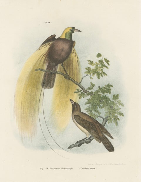Greater Bird of Paradise Male & Female Hand-Colored Lithograph, c.1875, close-up 1