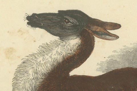 Das gemeine Lama (Common Llama) - Hand-Colored Zoological Print, Circa 1840, close-up 1