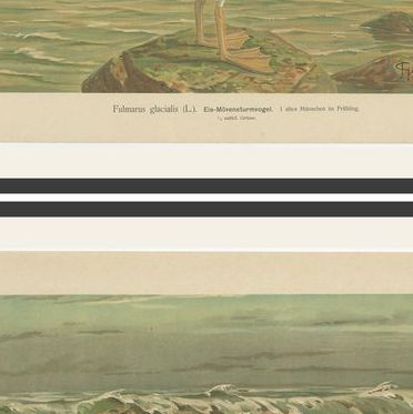 Set of 6 Antique Ornithology Chromolithographs, Arctic & European Birds, c.1890, close-up 2