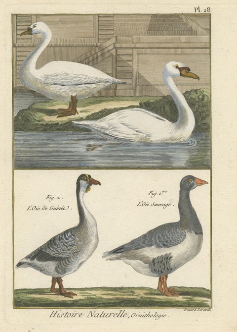 Antique Bird Print of Geese by Bonnaterre, 1790, view 2