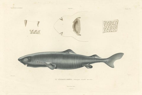 Antique Print of Greenland Shark with Anatomical Details, Paris, 1845, close-up 4