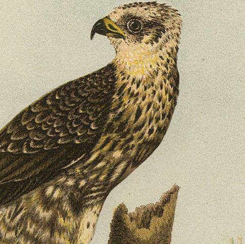 Honey Buzzards, Antique Bird of Prey Print, Natural History Illustration, 1894, close-up 4