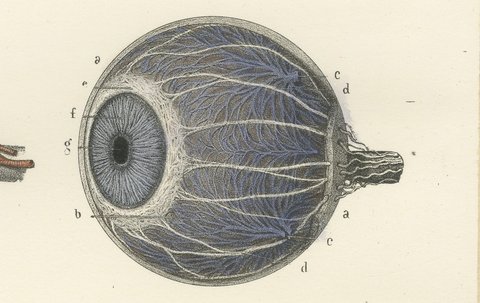 The Eyeball and Its Vessels, Antique Hirschfeld Anatomy Print, 1866, view 7