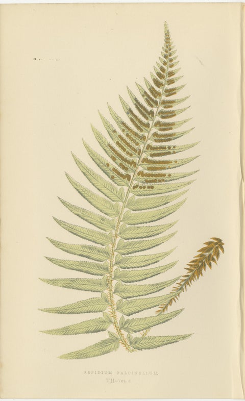 Antique Hand-Colored Fern Prints - Aspidium Species - 19th Century Botanical Art, view 2