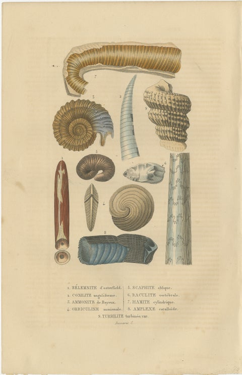 Ancient Marine Life: Handcolored Fossils of Cephalopods and Corals, 1845, view 2