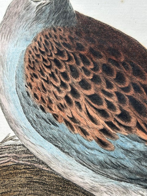 European Turtle Dove with Nest, Antique Bird Engraving, Nozeman & Sepp 1770, view 4