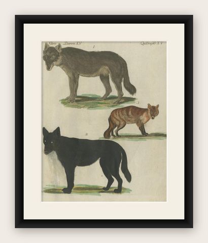 Hand Colored Antique Print of Wolves and a Fox, circa 1820, shown framed