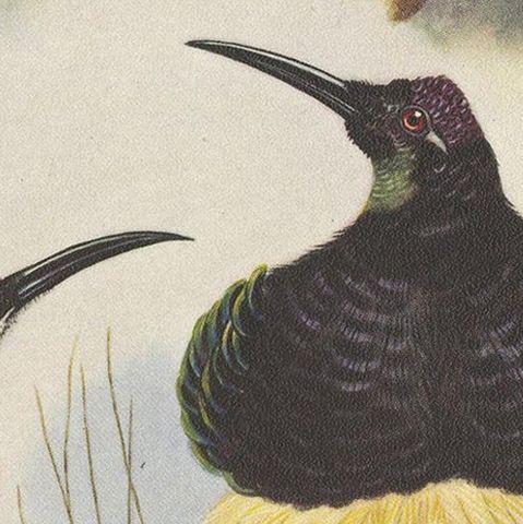 Antique Print of the Magnificent Rifle Bird & the Twelve-Wired Bird of Paradise, close-up 2