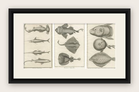 Decorative Set of Three Antique Fish Prints - Ornamental History Prints, ca.1770, shown framed