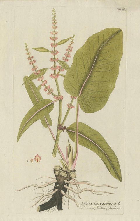 Broad-Leaved Dock, Medicinal Plant Engraving from Plenck, Vienna c.1788, close-up 4