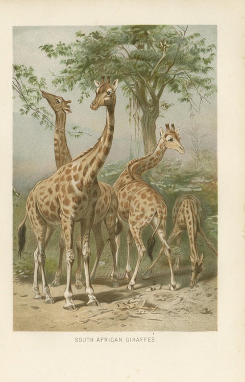 South African Giraffes, Antique Safari Chromolithograph, 1894, view 2