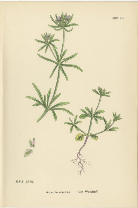 Set of 10 English Botanical Prints 1902, Valerian & Lamb’s-Lettuce, view 2